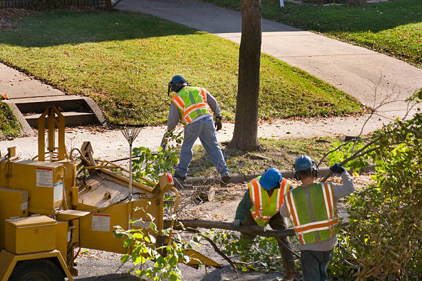 Midway North, TX Tree Services Company